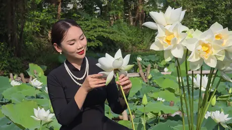 Sen trắng vào mùa