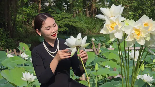 Sen trắng vào mùa