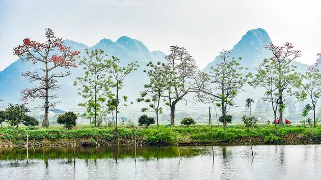 Tuyến đường ngoại thành rực đỏ hoa gạo nở