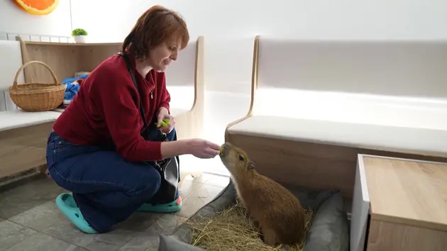 Quán cà phê capybara tại Moscow, Nga