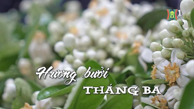 Hương bưởi tháng 3 | Nhịp sống Hà Nội | 03/03/2024