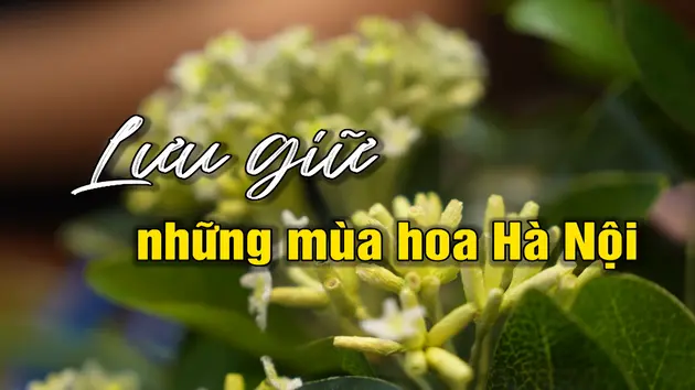 Lưu giữ những mùa hoa Hà Nội | Người Hà Nội | 04/05/2025