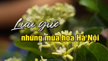 Lưu giữ những mùa hoa Hà Nội | Người Hà Nội | 04/05/2025