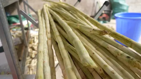 Hành trình nước mía
