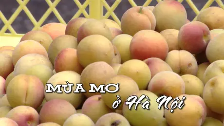 Mùa mơ ở Hà Nội | Nhịp sống Hà Nội | 05/06/2025