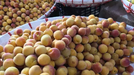 Mùa mơ ở Hà Nội