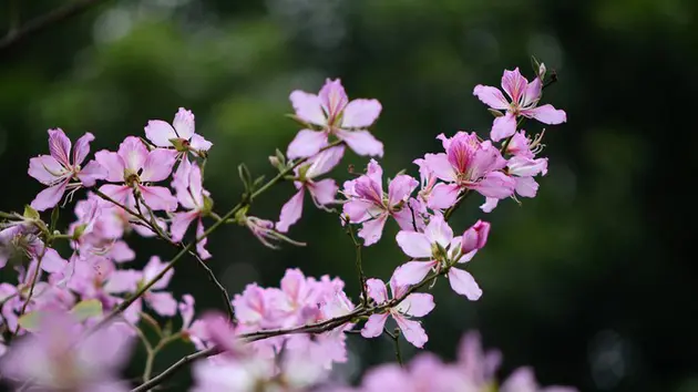 Đài Hà Nội