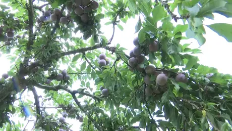 Sơn La mùa mận chín | Trăm miền hội tụ | 06/06/2025