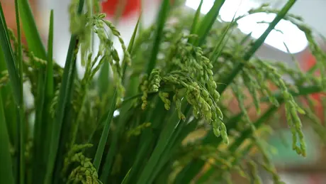 Làng cốm vào vụ