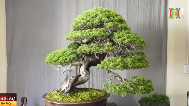 Trưng bày tuyệt tác bonsai tại Trung tâm Văn hóa Nghệ thuật