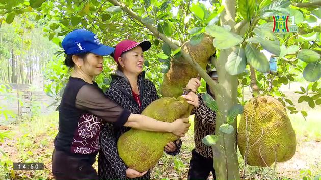 Bảo tồn và phát huy thương hiệu mít Sơn Tây | Thực phẩm an toàn | 09/07/2023