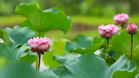 Mùa sen về trong nắng
