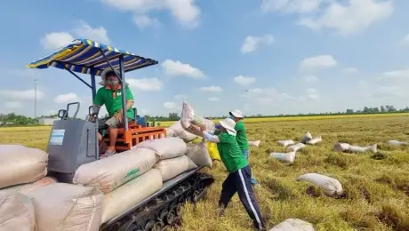 Giá gạo xuất khẩu giảm 20%