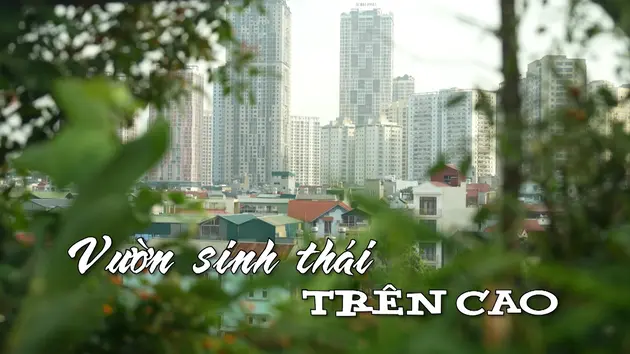 Vườn sinh thái trên cao | Nhịp sống Hà Nội | 11/06/2025