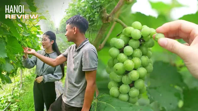 Vườn nho ngọt không hạt ngay tại Thủ đô | HANOI Review | 12/06/2025