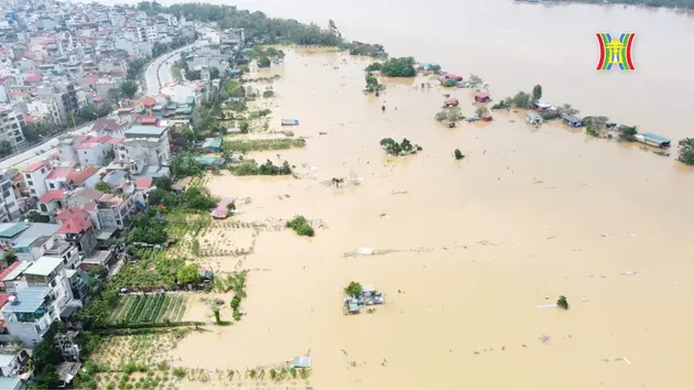 Vùng đất trồng đào, quất Phú Thượng chìm trong nước lũ