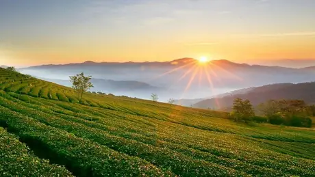 Đề nghị không miễn thuế đất nông nghiệp để hoang hóa