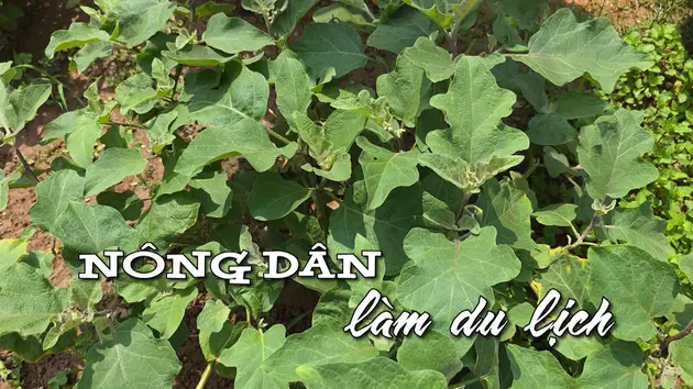 Nông dân làm du lịch | Nhịp sống Hà Nội | 14/06/2025