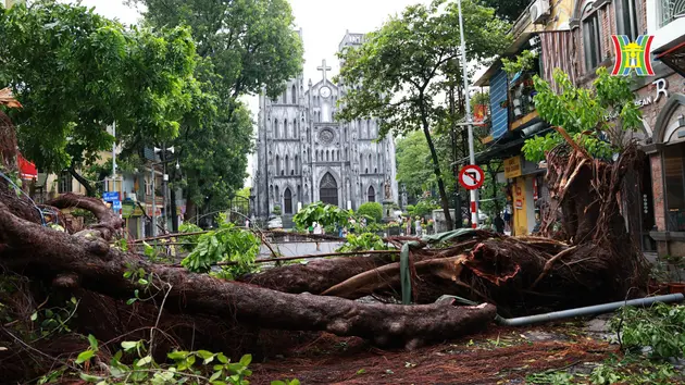 Hà Nội dự kiến 'cứu' 3.000 cây gãy đổ do bão Yagi