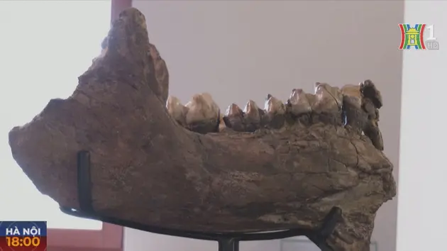 Phát hiện mẫu xương loài voi tiền sử ở Đức