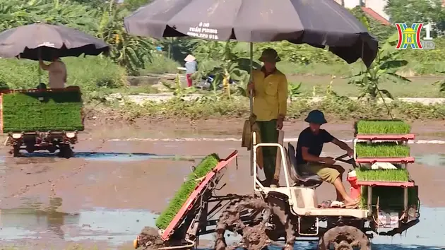 Không bỏ ruộng hoang | Nông nghiệp đô thị | 16/06/2024