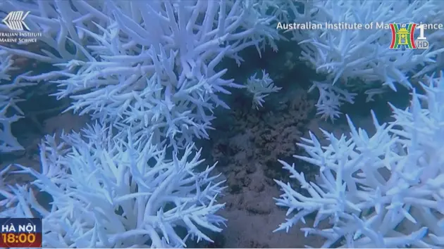Mỹ cảnh báo hiện tượng san hô bị tẩy trắng hàng loạt