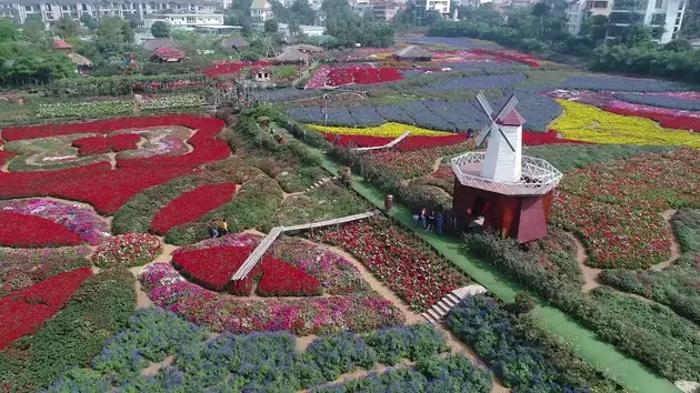 Thung lũng hoa Hồ Tây - Sắc màu trong lòng phố | Hà Nội đến để yêu | 18/05/2025