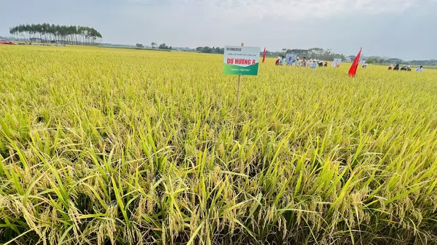 Mùa vàng trên cánh đồng ở Hà Nội