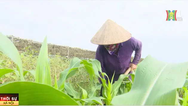 Đài Hà Nội