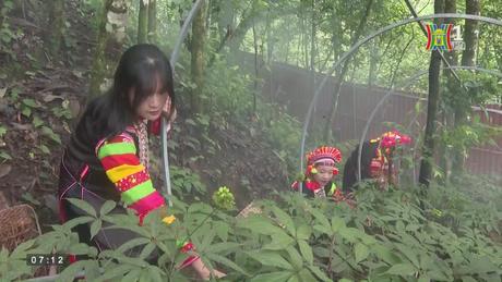 Sâm Lai Châu – Dược liệu quý dưới tán rừng Tây Bắc