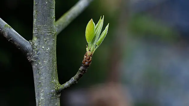 Sức sống bật lên trong từng mầm cây