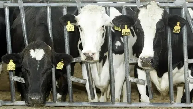 WHO phát hiện virus cúm H5N1 trong sữa bò bị nhiễm bệnh