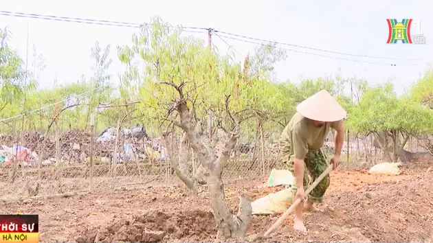 Đài Hà Nội