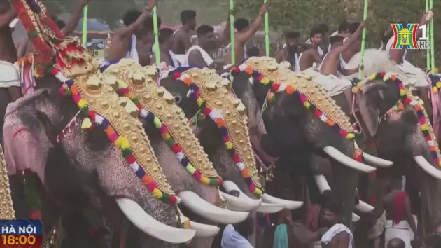 Lễ hội Pooram của người Hindu, voi đội mũ vàng diễu hành