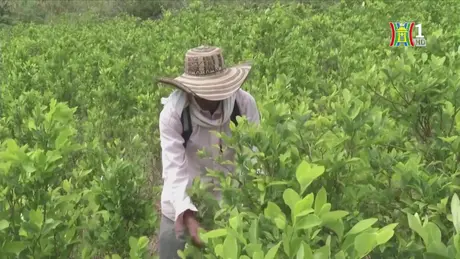 Cảnh báo gia tăng sản xuất ma túy tại Colombia