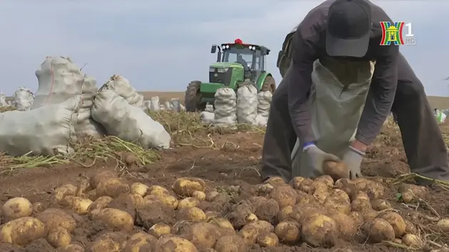 Trung Quốc phát triển khoai tây chống chịu biến đổi khí hậu