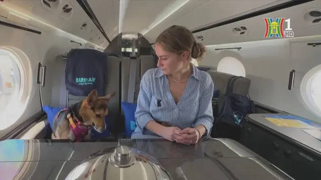 Dịch vụ máy bay dành cho thú cưng
