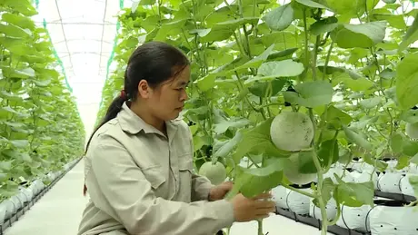 Gia hạn miễn thuế: Tăng cơ hội đầu tư cho nông nghiệp