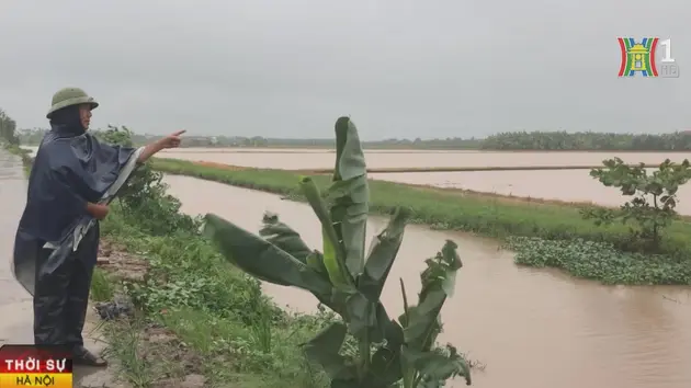 Nhiều cánh đồng ở Hải Dương bị ngập do mưa lũ