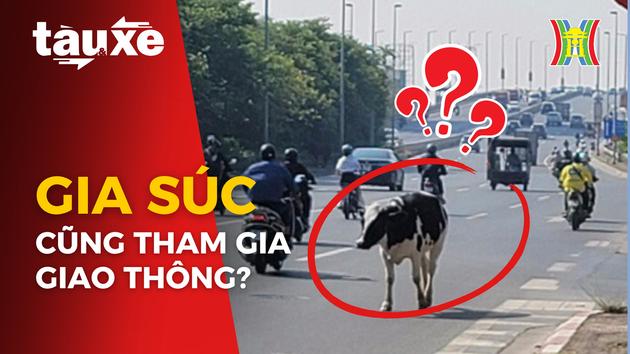 Gia súc xuất hiện trên trục đường đông đúc tại Hà Nội| Bản tin Tàu và Xe| 24/10/2023