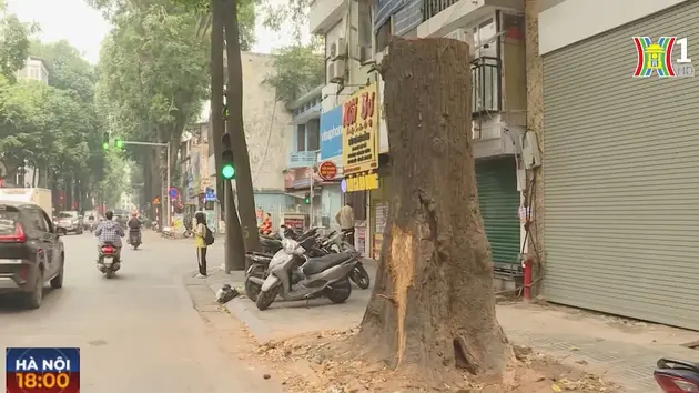 Nhật Bản chế tạo vệ tinh bằng gỗ