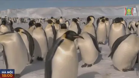 Số lượng chim cánh cụt Nam Cực giảm do băng tan