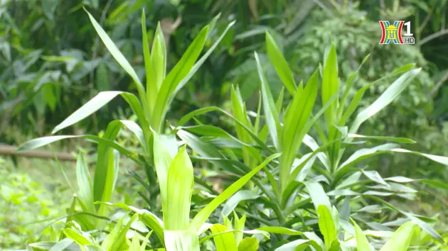 Phát triển cây dược liệu dưới tán rừng | Nông nghiệp đô thị | 26/05/2024