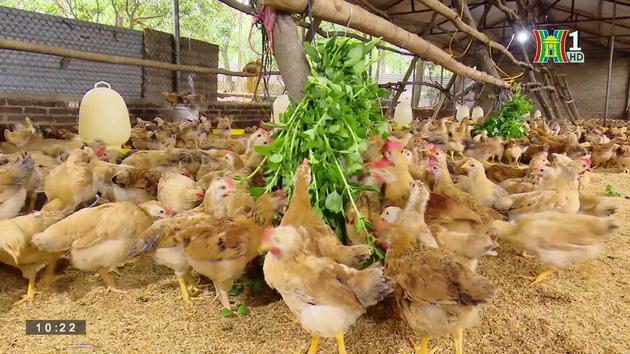 Trại gà Thu Thoan | Mỗi xã một sản phẩm| 24/07/2023
