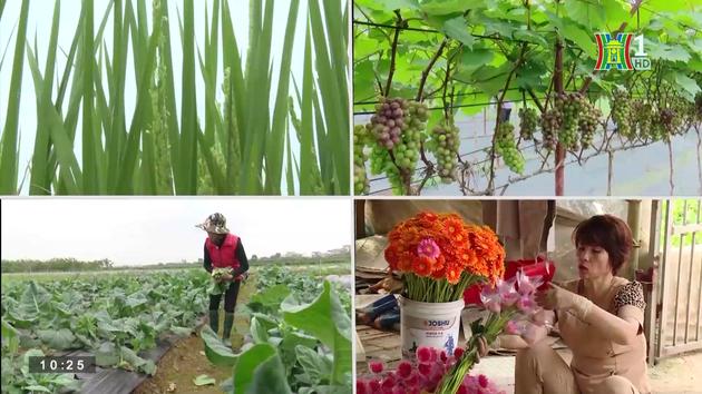 Nông nghiệp Hà Nội - bước phát triển mạnh mẽ | Nông nghiệp nông thôn | 27/07/2023