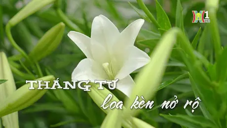 Tháng Tư  hoa Loa kèn nở rộ| Nhịp sống Hà Nội| 29/04/2024