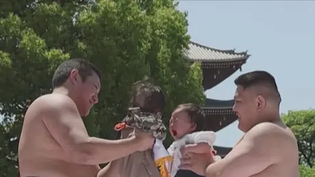 Lễ hội thi khóc Sumo dành cho trẻ em ở Nhật Bản