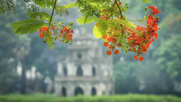 Hà Nội - mùa hoa tháng 5