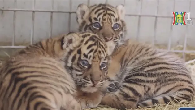 Vườn thú Pháp chào đón hai chú hổ Sumatra quý hiếm
