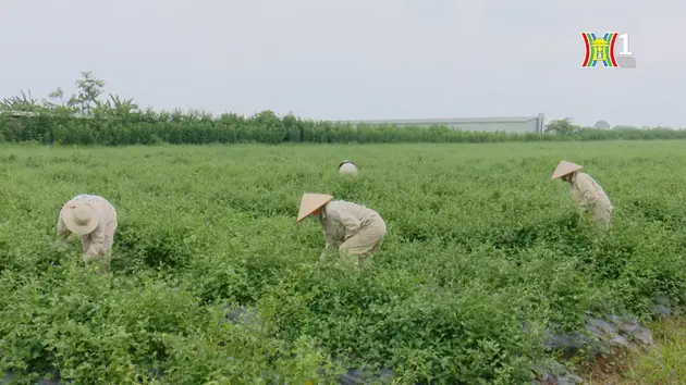 Phát triển vùng dược liệu quý ở huyện ngoại thành Hà Nội | Nông nghiệp đô thị | 30/06/2024